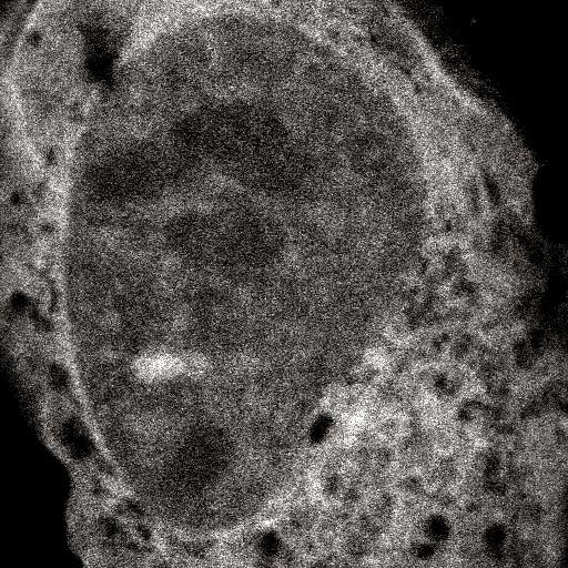  NCBI Organism:Homo sapiens; Cell Components:, , spliceosomal complex; Biological process:, RNA metabolic process;