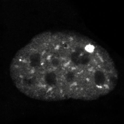  NCBI Organism:Homo sapiens; Cell Components:, , spliceosomal complex; Biological process:, RNA metabolic process;