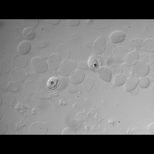  NCBI Organism:Homo sapiens; Cell Types:blood cell, ; Cell Components:cell