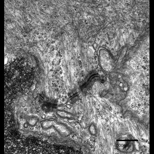  NCBI Organism:Fundulus heteroclitus; Cell Types:epidermal cell Cell Components:cell-cell junction, desmosome, intermediate filament, , microtubule; Biological process:cytoskeleton organization, cell-cell junction organization;