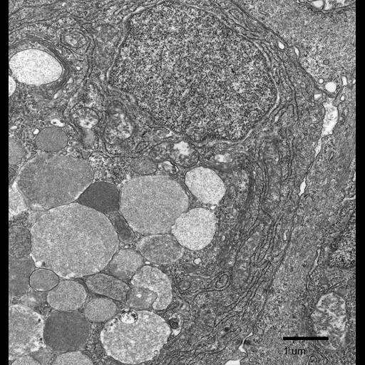  NCBI Organism:Fundulus heteroclitus; Cell Types:epidermal cell Cell Components:rough endoplasmic reticulum, Golgi apparatus, ;