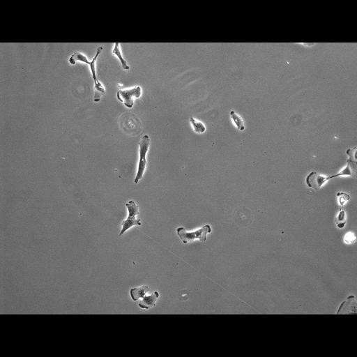  NCBI Organism:Homo sapiens; Biological process:, ;