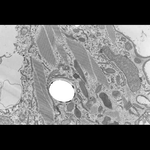  NCBI Organism:Coleps hirtus; Cell Types:, ; Cell Components:cytoskeleton, microtubule cytoskeleton, actin cytoskeleton, bacteroid-containing symbiosome; Biological process:microtubule cytoskeleton organization, , detection of symbiont;