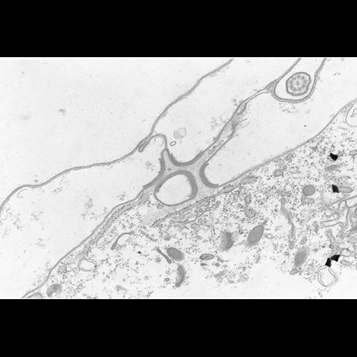  NCBI Organism:Coleps hirtus; Cell Types:eukaryotic cell, , ; Cell Components:plasma membrane, , Golgi apparatus, ; Biological process:, elevation of cytosolic calcium ion concentration;