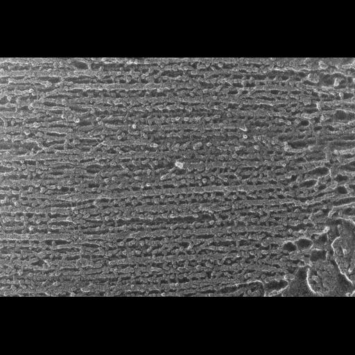  NCBI Organism:Oryctolagus cuniculus; Cell Types:skeletal muscle cell Cell Components:cytoskeleton Biological process:skeletal muscle contraction