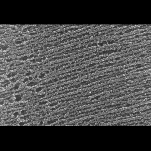  NCBI Organism:Oryctolagus cuniculus; Cell Types:skeletal muscle cell Cell Components:cytoskeleton Biological process:skeletal muscle contraction