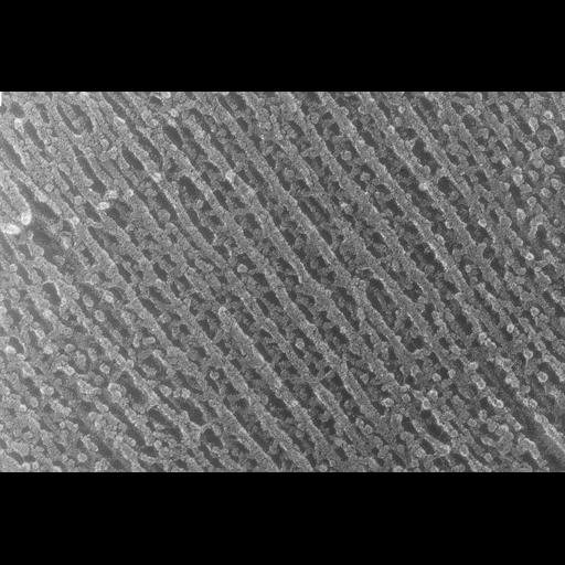  NCBI Organism:Oryctolagus cuniculus; Cell Types:skeletal muscle cell Cell Components:cytoskeleton Biological process:skeletal muscle contraction