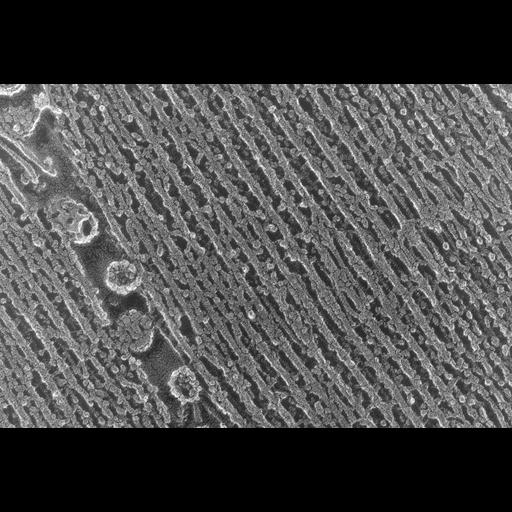  NCBI Organism:Oryctolagus cuniculus; Cell Types:skeletal muscle cell Cell Components:cytoskeleton Biological process:skeletal muscle contraction