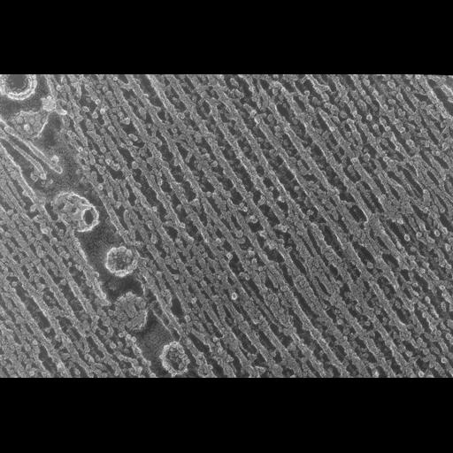  NCBI Organism:Oryctolagus cuniculus; Cell Types:skeletal muscle cell Cell Components:cytoskeleton Biological process:skeletal muscle contraction