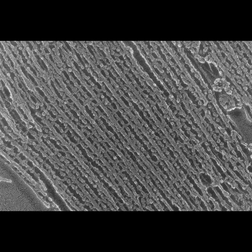  NCBI Organism:Oryctolagus cuniculus; Cell Types:skeletal muscle cell Cell Components:cytoskeleton Biological process:skeletal muscle contraction