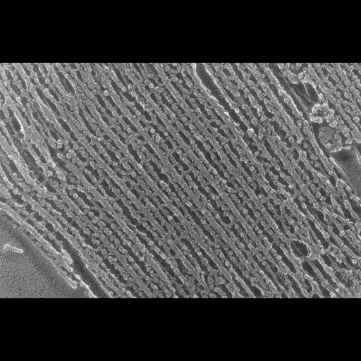  NCBI Organism:Oryctolagus cuniculus; Cell Types:skeletal muscle cell Cell Components:cytoskeleton Biological process:skeletal muscle contraction