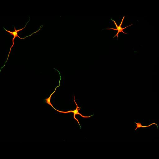  NCBI Organism:Rattus; Cell Types:multipolar neuron Cell Components:microtubule cytoskeleton, dendrite, axon; Biological process:dendrite development, establishment or maintenance of cell polarity;