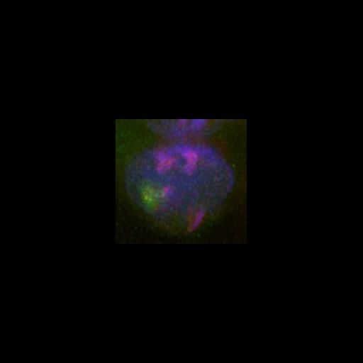  NCBI Organism:Mus musculus; Cell Types:embryonic stem cell Cell Components:heterochromatin, nuclear chromatin, ; Biological process:nucleus organization, chromatin organization;