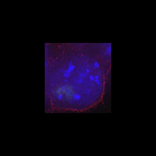  NCBI Organism:Mus musculus; Cell Types:embryonic stem cell Cell Components:heterochromatin, nuclear chromatin, ; Biological process:nucleus organization, chromatin organization;