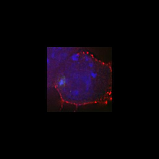  NCBI Organism:Mus musculus; Cell Types:embryonic stem cell Cell Components:heterochromatin, nuclear chromatin, ; Biological process:nucleus organization, chromatin organization;