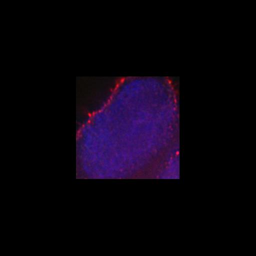  NCBI Organism:Mus musculus; Cell Types:embryonic stem cell Cell Components:heterochromatin, nuclear chromatin, ; Biological process:nucleus organization, chromatin organization;