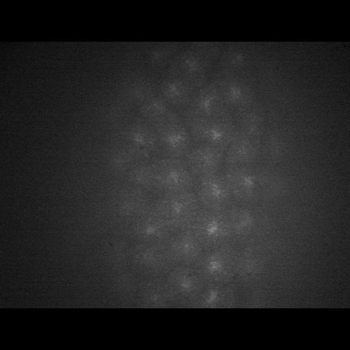  NCBI Organism:Drosophila melanogaster; Cell Types:early embryonic cell Cell Components:spindle microtubule, kinesin complex; Biological process:regulation of mitotic prometaphase, regulation of microtubule-based process;