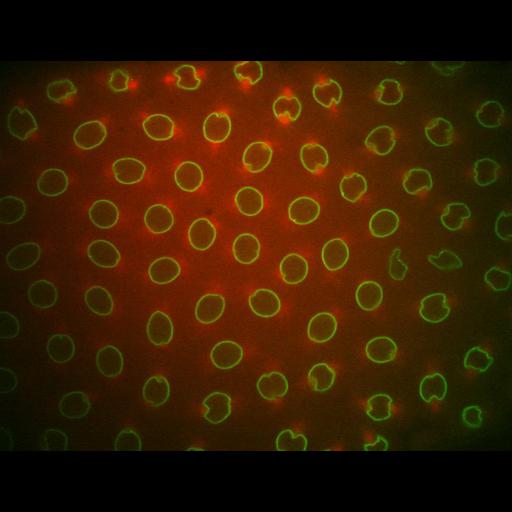  NCBI Organism:Drosophila melanogaster; Cell Types:early embryonic cell Cell Components:spindle microtubule, kinesin complex, nuclear lamina; Biological process:regulation of mitotic prometaphase, regulation of microtubule-based process;