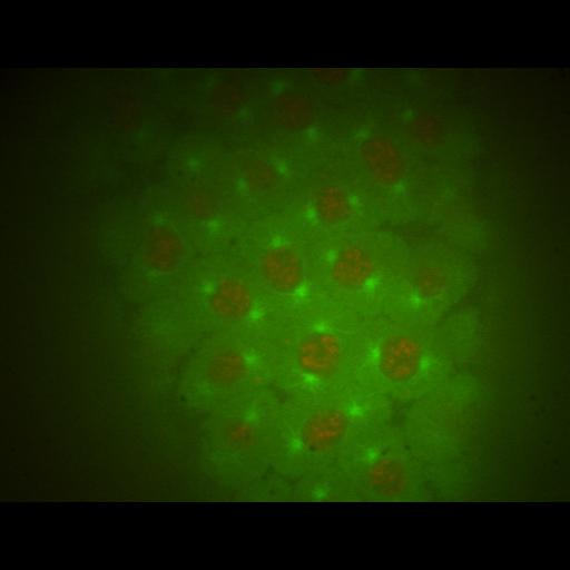  NCBI Organism:Drosophila melanogaster; Cell Types:early embryonic cell Cell Components:spindle microtubule, kinesin complex, nuclear chromosome; Biological process:regulation of mitotic prometaphase, regulation of microtubule-based process;