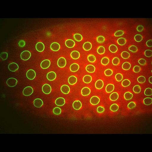  NCBI Organism:Drosophila melanogaster; Cell Types:early embryonic cell Cell Components:spindle microtubule, kinesin complex, nuclear lamina; Biological process:regulation of mitotic prometaphase, regulation of microtubule-based process;