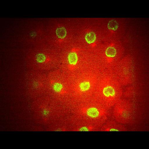  NCBI Organism:Drosophila melanogaster; Cell Types:early embryonic cell Cell Components:spindle microtubule, kinesin complex, nuclear lamina; Biological process:regulation of mitotic prometaphase, regulation of microtubule-based process;