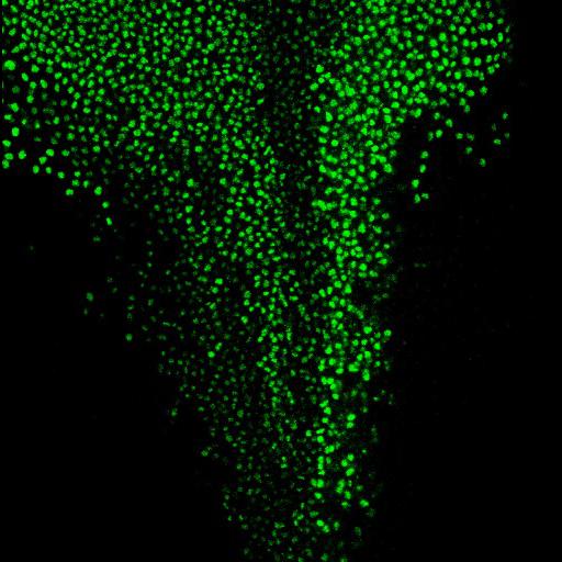  NCBI Organism:Xenopus laevis; Cell Types:neurecto-epithelial cell Cell Components:nucleus Biological process:cytokinesis, neural tube closure;