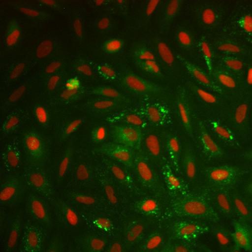  NCBI Organism:Homo sapiens; Cell Components:nucleus, ; Biological process:cellular localization