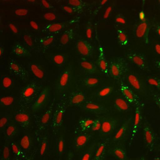  NCBI Organism:Homo sapiens; Cell Components:nucleus, ; Biological process:cellular localization