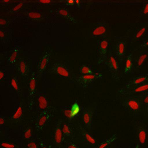  NCBI Organism:Homo sapiens; Cell Components:nucleus, ; Biological process:cellular localization