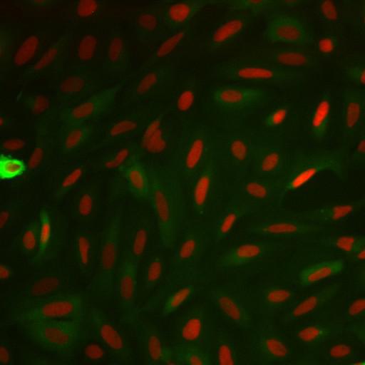  NCBI Organism:Homo sapiens; Cell Components:nucleus, ; Biological process:cellular localization