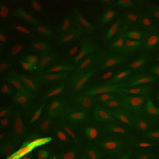  NCBI Organism:Homo sapiens; Cell Components:nucleus, ; Biological process:cellular localization