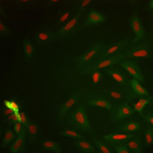  NCBI Organism:Homo sapiens; Cell Components:nucleus, ; Biological process:cellular localization