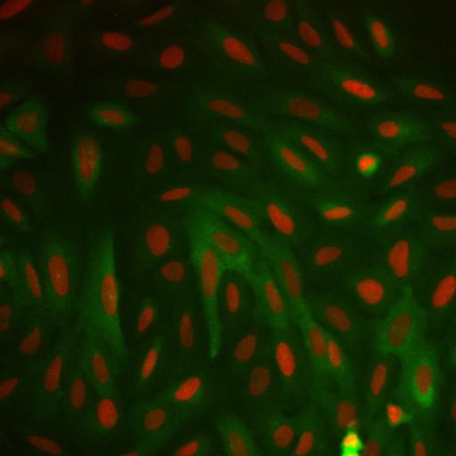  NCBI Organism:Homo sapiens; Cell Components:nucleus, ; Biological process:cellular localization