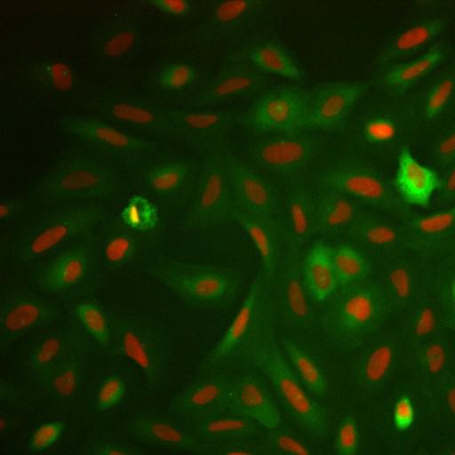  NCBI Organism:Homo sapiens; Cell Components:nucleus, ; Biological process:cellular localization