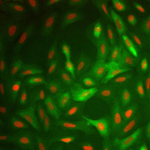  NCBI Organism:Homo sapiens; Cell Components:nucleus, ; Biological process:cellular localization