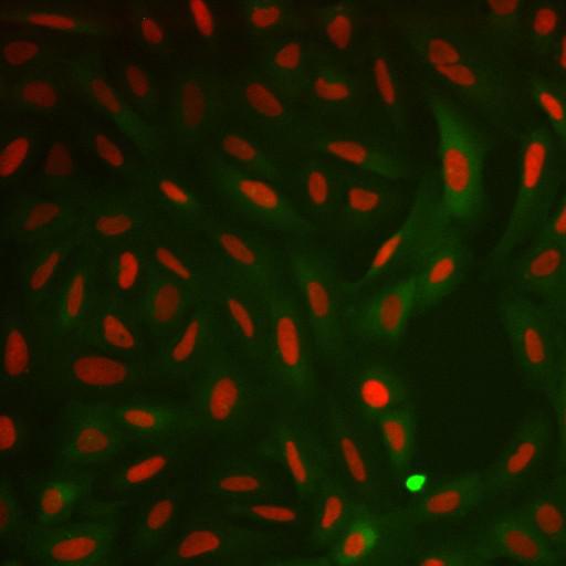  NCBI Organism:Homo sapiens; Cell Components:nucleus, ; Biological process:cellular localization