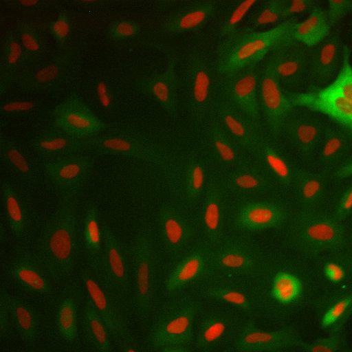  NCBI Organism:Homo sapiens; Cell Components:nucleus, ; Biological process:cellular localization