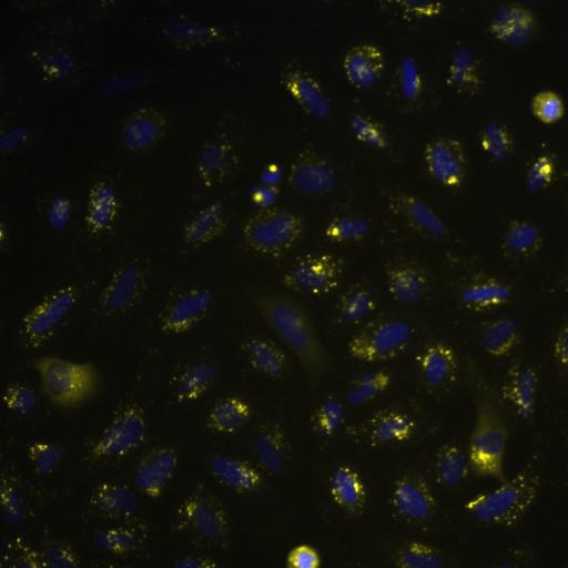  NCBI Organism:Homo sapiens; Cell Components:nucleus, ; Biological process:cellular localization