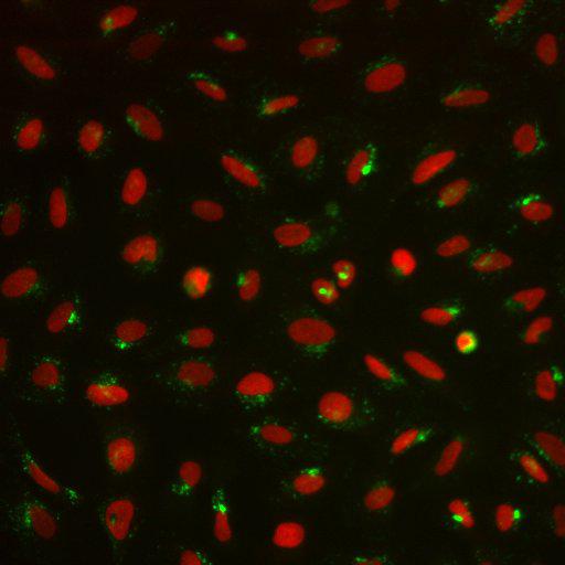  NCBI Organism:Homo sapiens; Cell Components:nucleus, ; Biological process:cellular localization