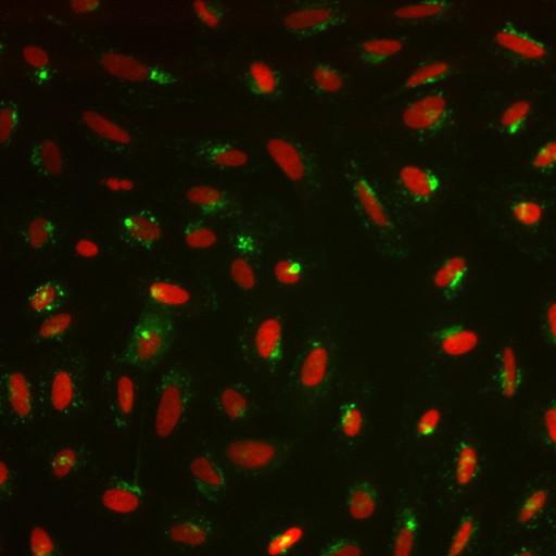  NCBI Organism:Homo sapiens; Cell Components:nucleus, ; Biological process:cellular localization