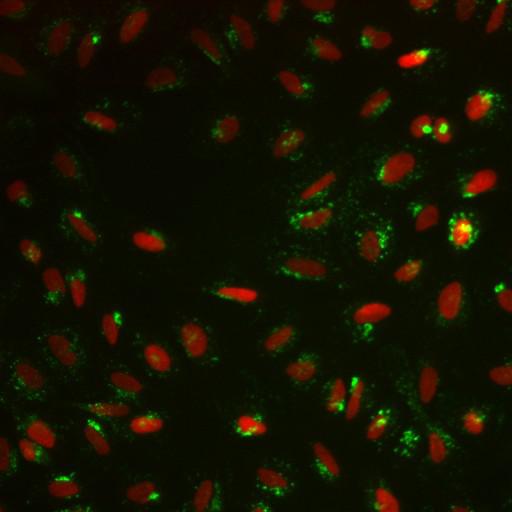  NCBI Organism:Homo sapiens; Cell Components:nucleus, ; Biological process:cellular localization