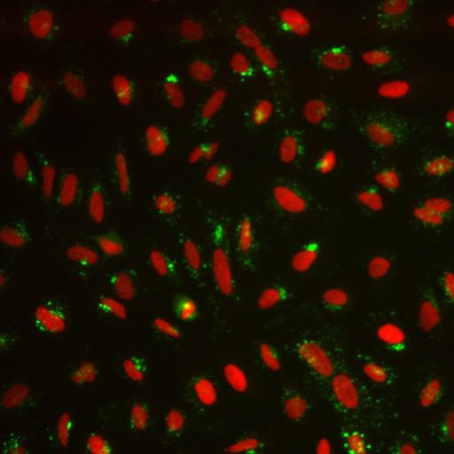  NCBI Organism:Homo sapiens; Cell Components:nucleus, ; Biological process:cellular localization