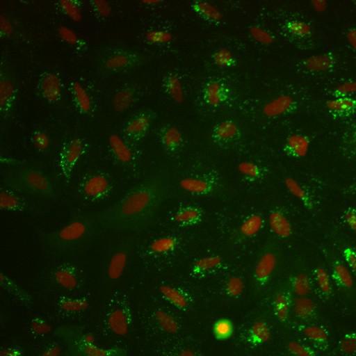  NCBI Organism:Homo sapiens; Cell Components:nucleus, ; Biological process:cellular localization