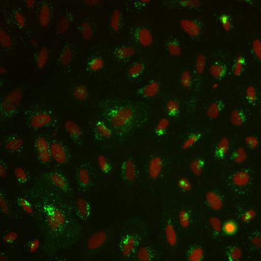  NCBI Organism:Homo sapiens; Cell Components:nucleus, ; Biological process:cellular localization