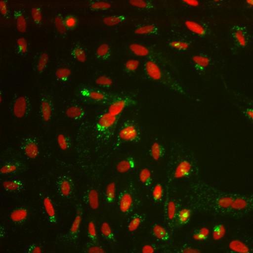  NCBI Organism:Homo sapiens; Cell Components:nucleus, ; Biological process:cellular localization