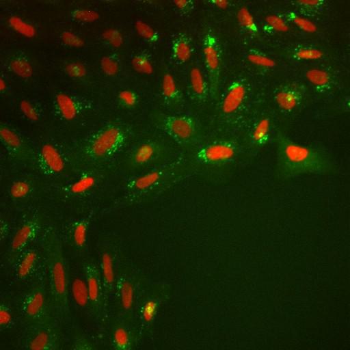  NCBI Organism:Homo sapiens; Cell Components:nucleus, ; Biological process:cellular localization