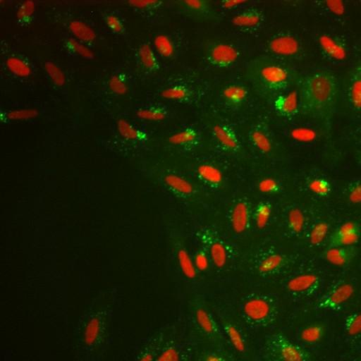  NCBI Organism:Homo sapiens; Cell Components:nucleus, ; Biological process:cellular localization