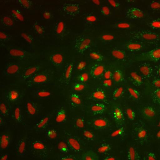  NCBI Organism:Homo sapiens; Cell Components:nucleus, ; Biological process:cellular localization