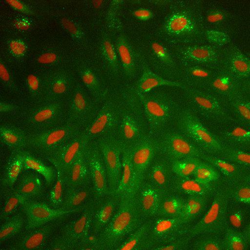  NCBI Organism:Homo sapiens; Cell Components:nucleus, ; Biological process:cellular localization