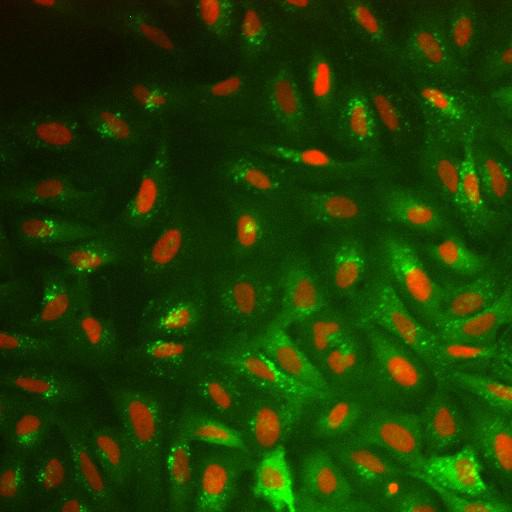  NCBI Organism:Homo sapiens; Cell Components:nucleus, ; Biological process:cellular localization